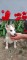 Oglas za   Sibirski haski štenci