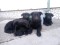 Oglas za Prodajem vrhunsku štenad crnog Nemačkog ovčara 